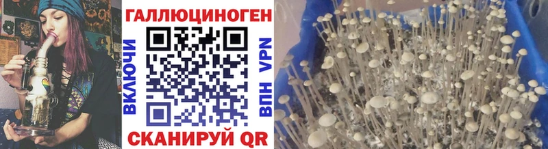 Галлюциногенные грибы Psilocybe  Купить закладки  Мензелинск 